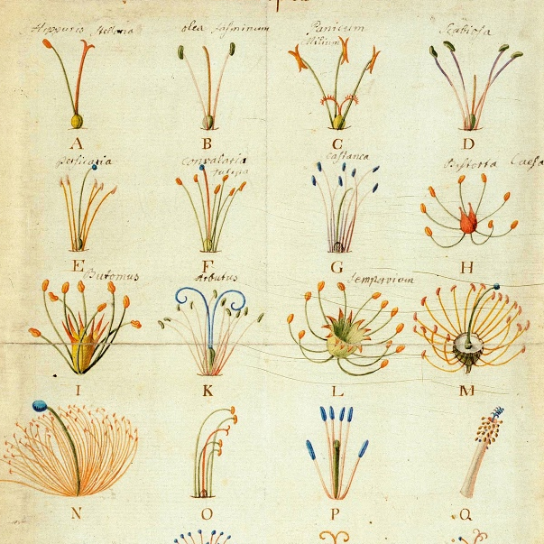 Systema Naturae